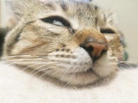 愛猫の成長記録！ ～猫じかんのおはなし～