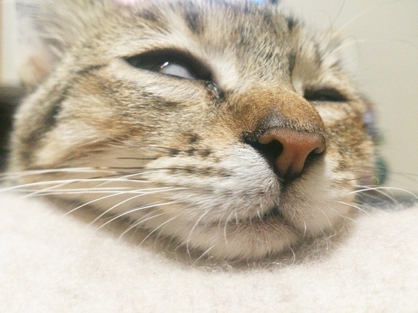 愛猫の成長記録！ ～猫じかんのおはなし～