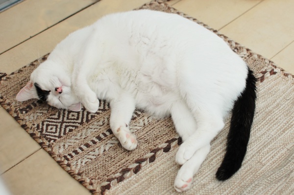 愛猫の成長記録！ ～猫じかんのおはなし～