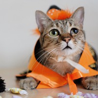 愛猫の成長記録！ ～ハロウィンのコスプレ～ 2015/10/28 19:36:09