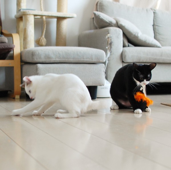 愛猫の成長記録！ ～ハロウィンのコスプレ～