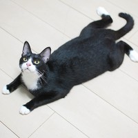 猫のズルい魅力を発信！猫バカが綴る「猫じかん」 ～ココだけのウラ話～ 2015/10/07 21:31:50