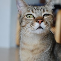 愛猫なーさんの成長記録！ ～苦手なコト～ 2015/09/29 21:41:15
