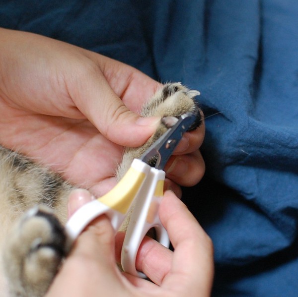 猫のズルい魅力を発信！猫バカが綴る「猫じかん」 ～ココだけのウラ話～