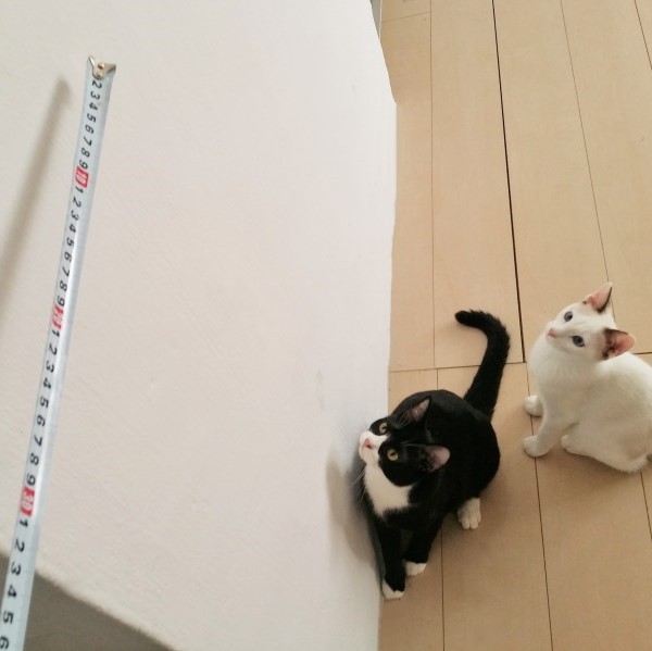 愛猫の成長記録！ ～猫のおもちゃって何でもあり？！～