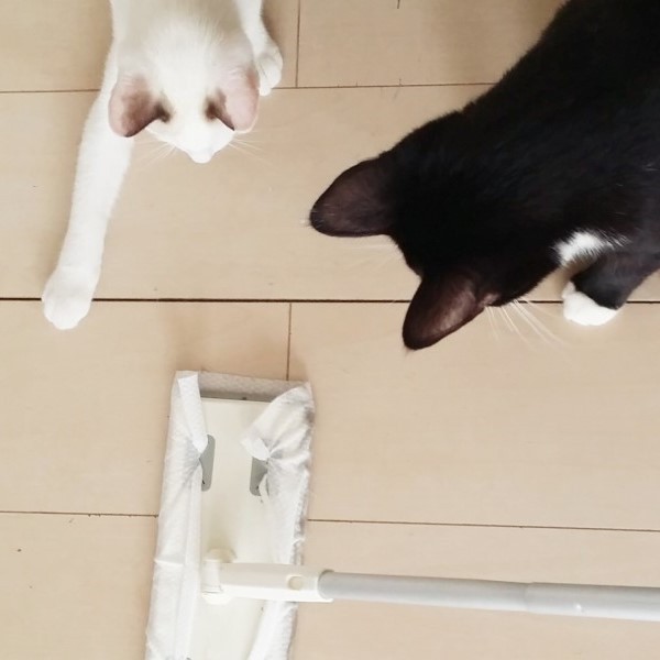 愛猫の成長記録！ ～猫のおもちゃって何でもあり？！～