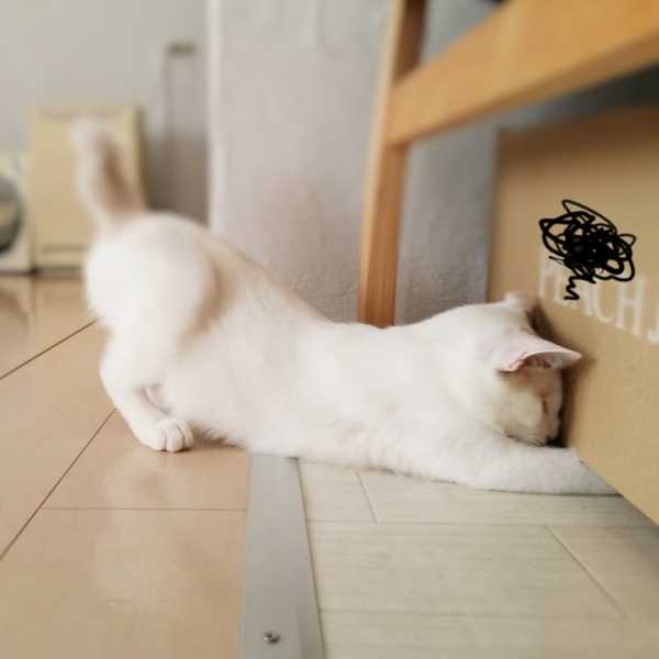 猫画像