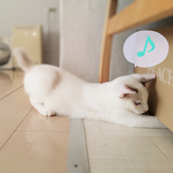 猫画像
