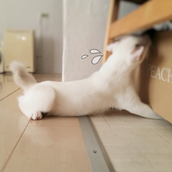 愛猫そーにゃんの成長記録！ ～まさかの失敗～