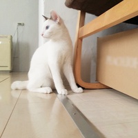 愛猫そーにゃんの成長記録！ ～まさかの失敗～ 2015/10/29 20:23:10