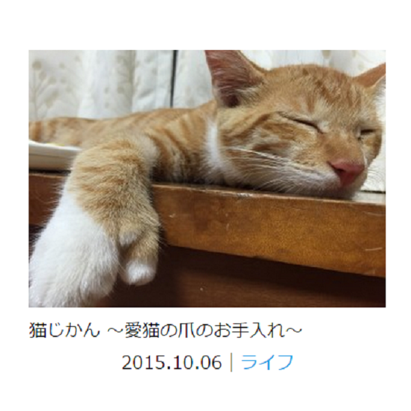 猫画像