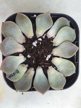 我が家のベランダガーデニング♡多肉植物の徒長地獄((+_+))白牡丹のその後。