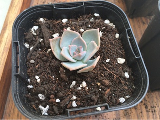 我が家のベランダガーデニング♡多肉植物の徒長地獄((+_+))白牡丹のその後。