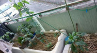 5月9日の記事 2016/05/12 21:00:00