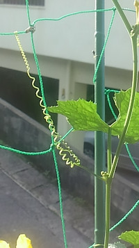 植物って逞しいですね 2016/10/27 14:00:00