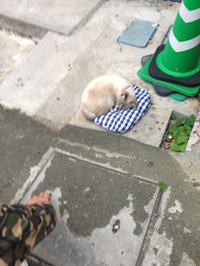 ポカポカ 2015/02/03 16:09:28