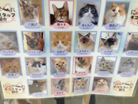 猫カフェ 2015/01/06 19:46:25