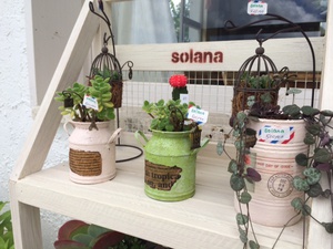 solanaさんの多肉植物♪
