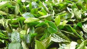 茶畑、紅茶ができるまで