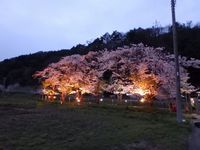 富士急寿駅の桜 2017/04/22 13:35:27