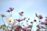 秋ですね～☆ 2013/09/26 10:59:44