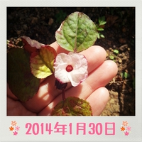 かわいいお花～☆花言葉は・・・ 2014/01/30 17:55:00