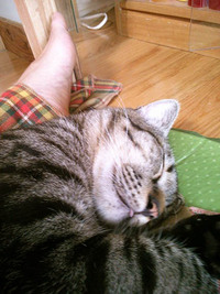 歯肉炎 2014/08/21 18:32:10