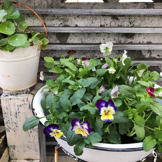 植物たくさん入荷しました Handmade Coraru