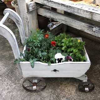 植物たくさん入荷しました Handmade Coraru