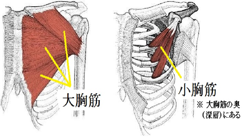 正しい姿勢のためのセルフケア①（大胸筋ストレッチ）