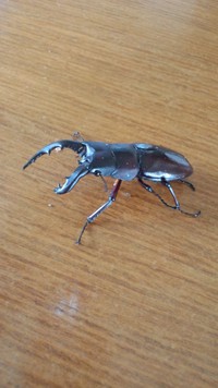 角が!?オキクワ 2013/08/28 12:02:31