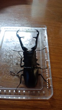 外国産クワと県産 2013/08/31 18:39:09