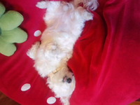 犬JIS+763A 2013/10/05 12:59:32