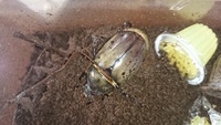 忘れていましたが、1月にグラン… 2014/02/12 12:40:39