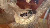 エサ場のバトル？ 2014/08/08 23:05:43