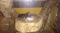 食事中 2014/08/03 21:58:16