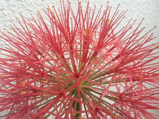 線香花火