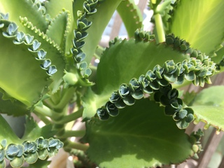 子宝