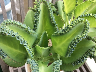 子宝