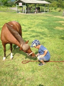 動物との触れ合い