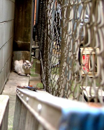 ふふん