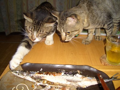 秋刀魚ピンチ 猫ときどきシーサー
