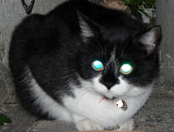 ブルーアイの猫 昨日会った猫 沖縄 那覇 犬猫 写真画像集 街で見かけたワンニャン ペットショップ ホテル