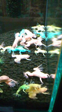 カエル 2011/11/23 22:30:15