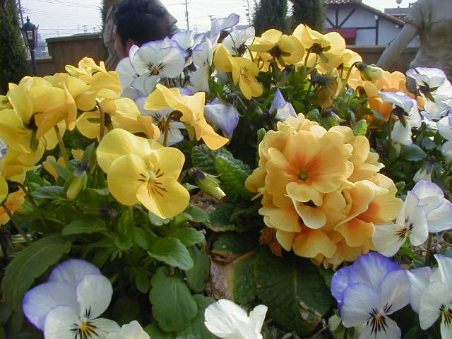 花