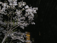 夜桜 2012/04/11 00:27:40