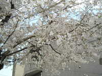 東京は桜開花宣言