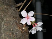 桜マクロモード