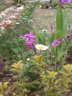 今日の花一輪☆と姉妹の好景☆