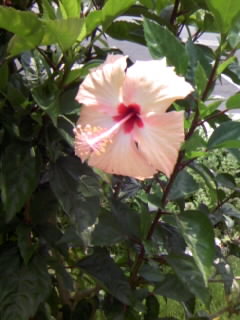 お花さんとお客様の好景